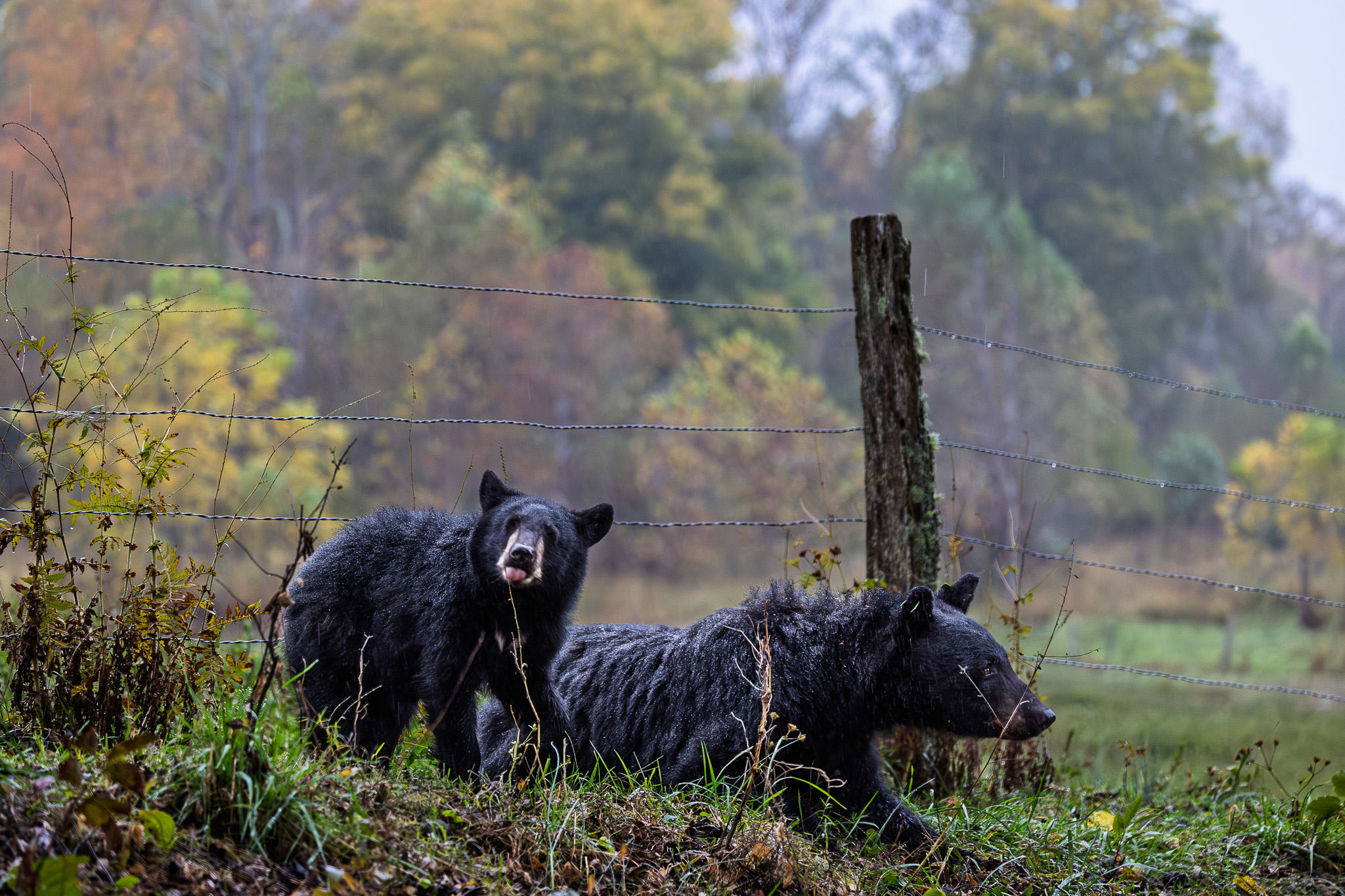 Vacation rentals in Smoky Mountains - Scenic mountain cabins in Gatlinburg, Pigeon Forge, Sevierville, and Townsend.